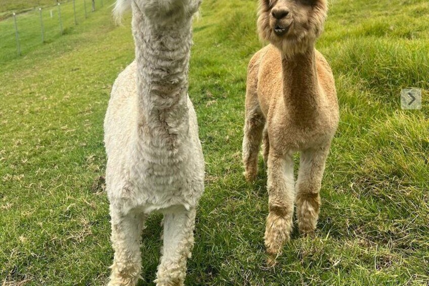 Two llamas standing on grass with a fence in the background. 5