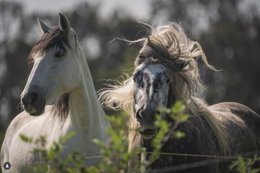 Two horses in a field with greenery in the foreground. 3