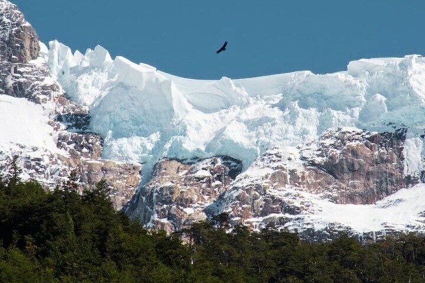 A glacier with a bird flying above, surrounded by rocky terrain and trees. 4