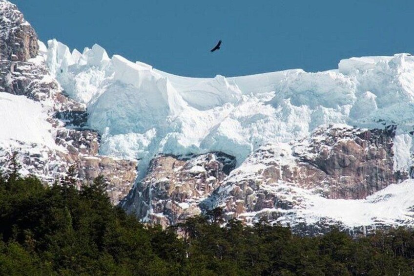A glacier with a bird flying above, surrounded by rocky terrain and trees. 3