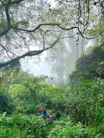 A group of people hiking through a dense, misty forest with lush greenery and hanging branches. 1