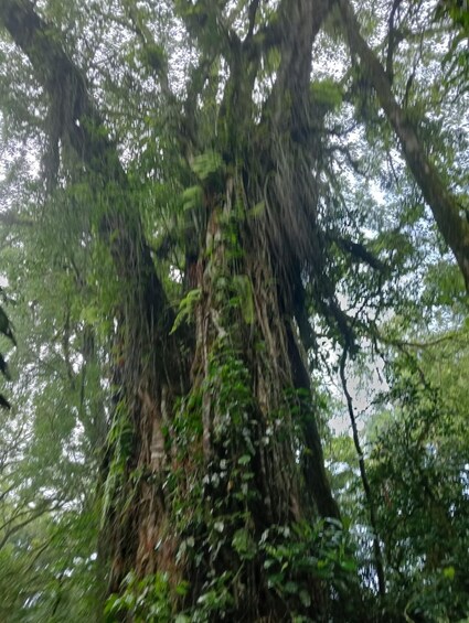 A large tree with dense foliage and hanging moss. 3