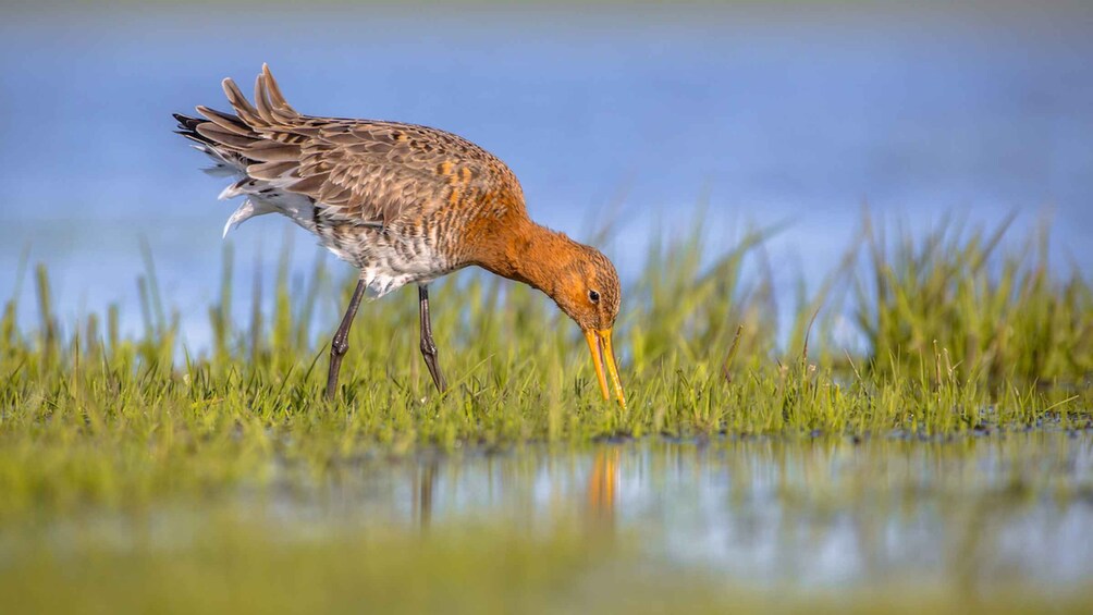 A bird foraging in a grassy wetland area. 4