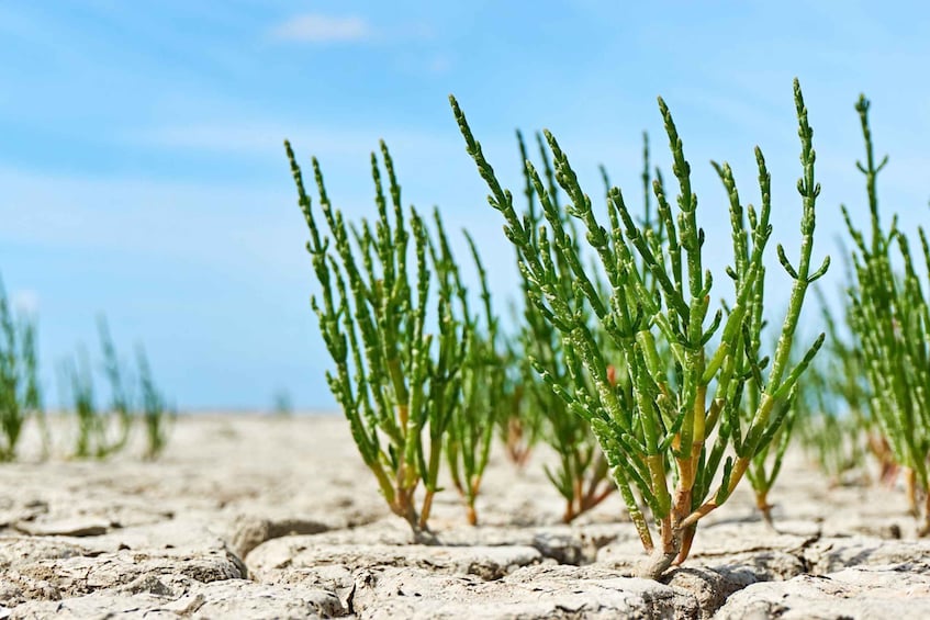A row of green plants in a dry, cracked soil landscape. 5