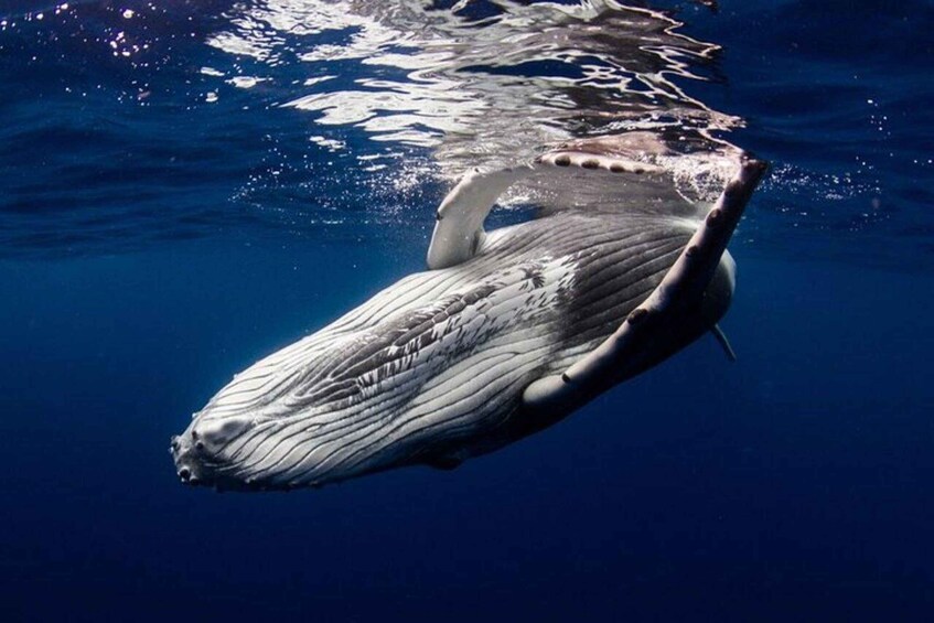 A whale swimming underwater. 3