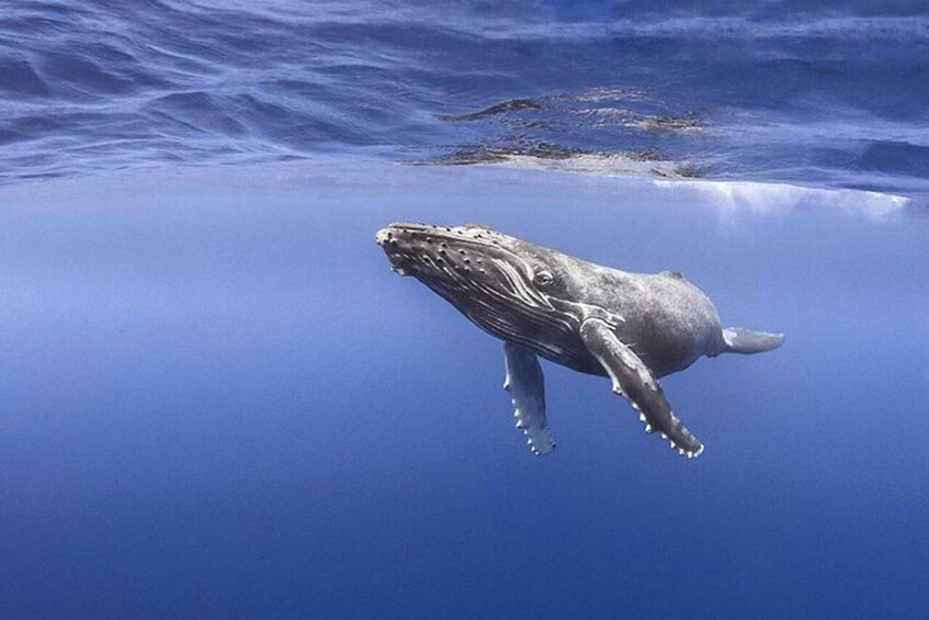 A whale swimming in the ocean. 5