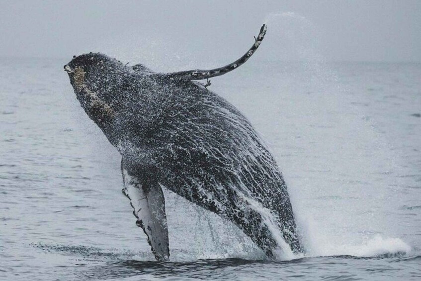 A whale breaching with water splashing around it. 4