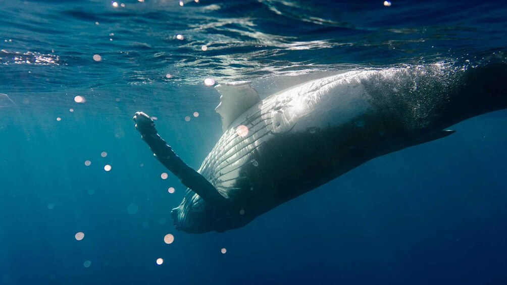 A whale swimming underwater. 2