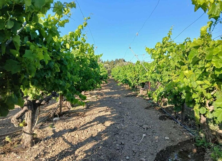 Picture 6 for Activity Limassol: Wine & Herb Tasting Experience 5