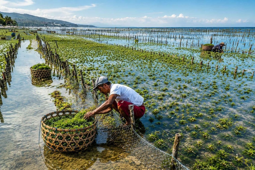 Picture 4 for Activity From Bali: Nusa Penida Temple, Village, and Seaweed Tour 2
