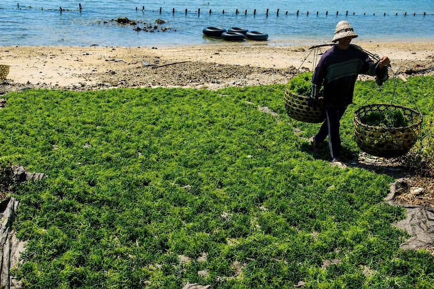 A person harvesting seaweed by the shore. 1