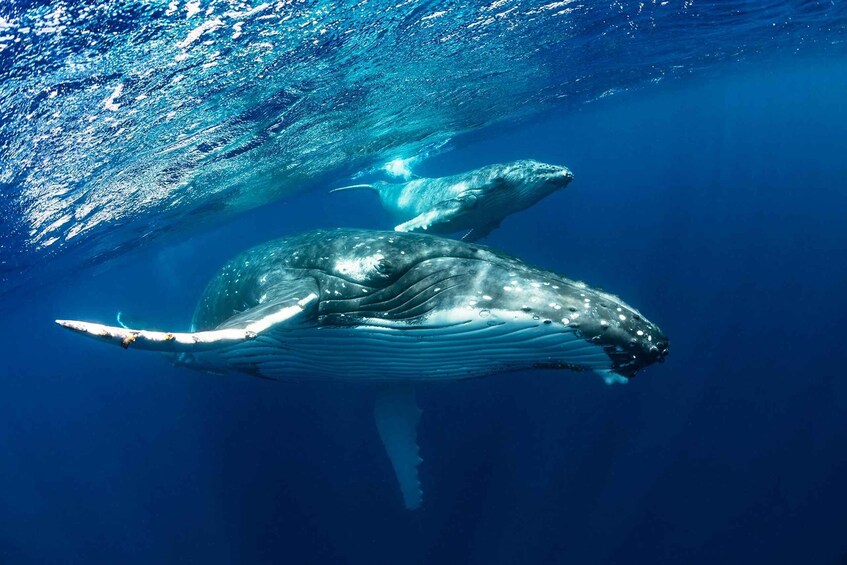 A whale swimming underwater. 5