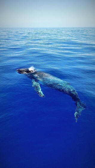 A whale swimming in the ocean. 4