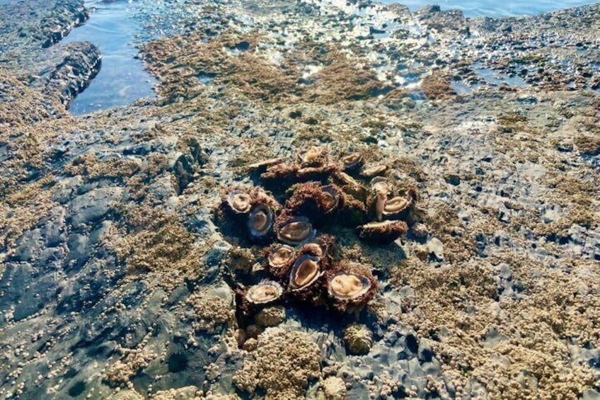 A rocky shoreline with scattered seashells and seaweed. 1