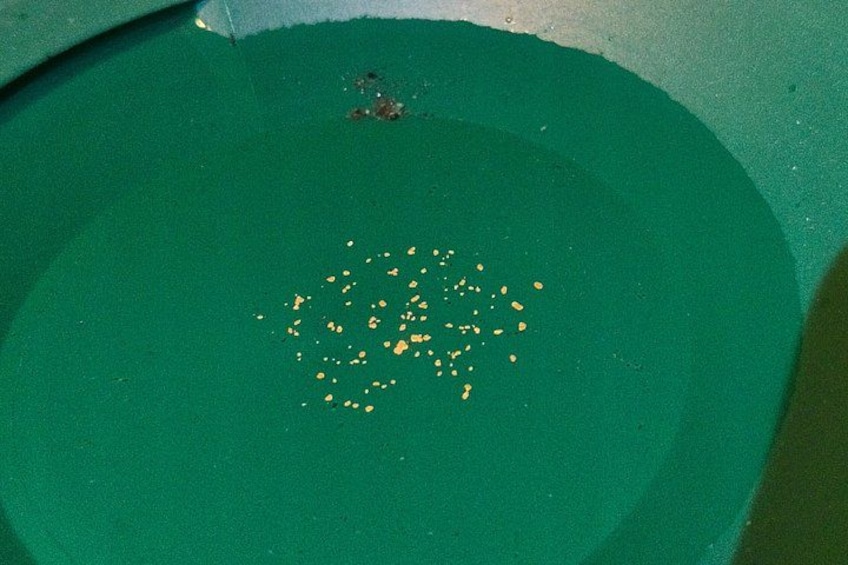 A green circular object with scattered yellow seeds. 3