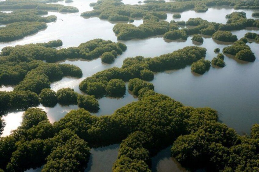 An aerial view of a mangrove forest with numerous small islands. 4