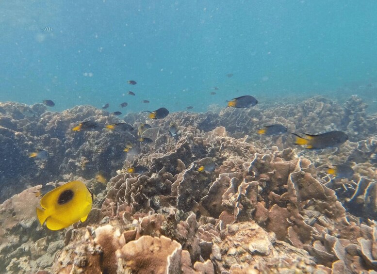 A coral reef with various fish, including a prominent yellow fish with a black spot. 5