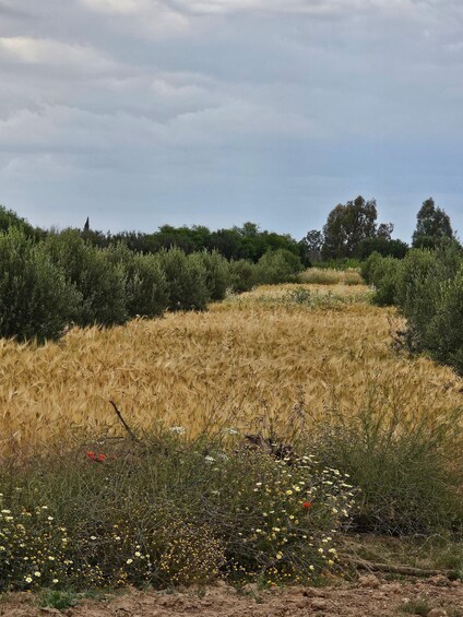 A field of golden wheat with wildflowers and dense shrubbery under a cloudy sky. 4