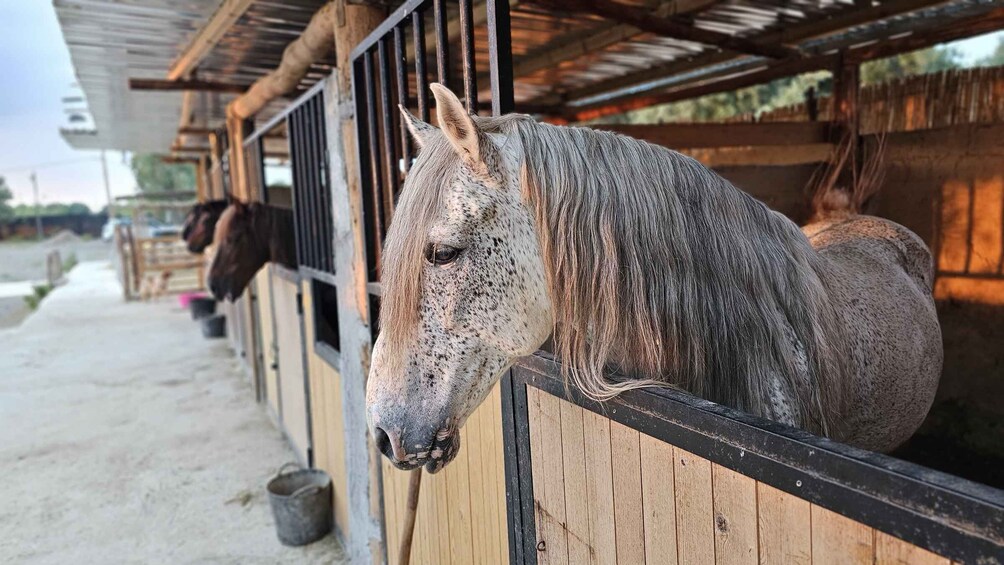 A horse in a stable with a wooden fence and a metal gate. 2