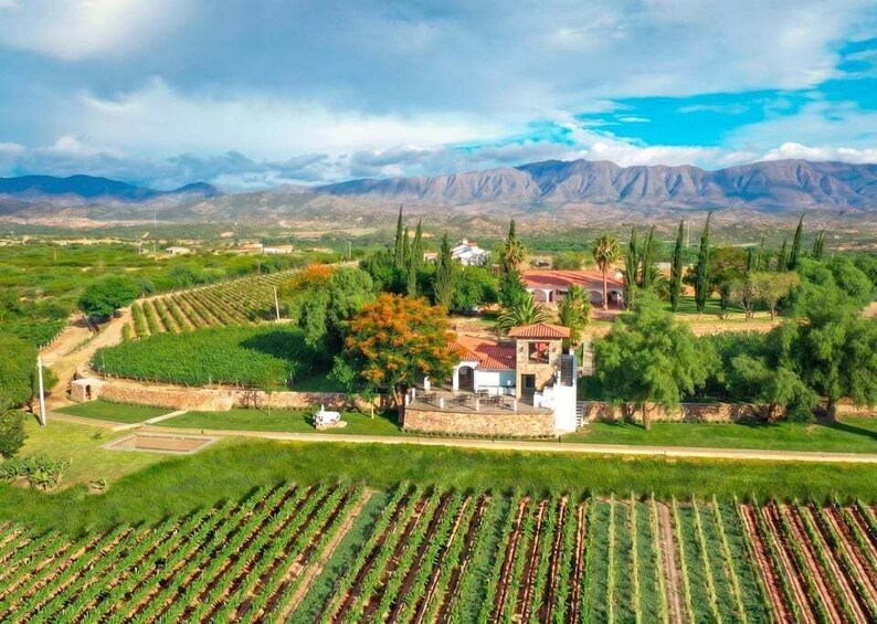 A vineyard with rows of grapevines, a stone house with a red roof, and mountains in the background. 2