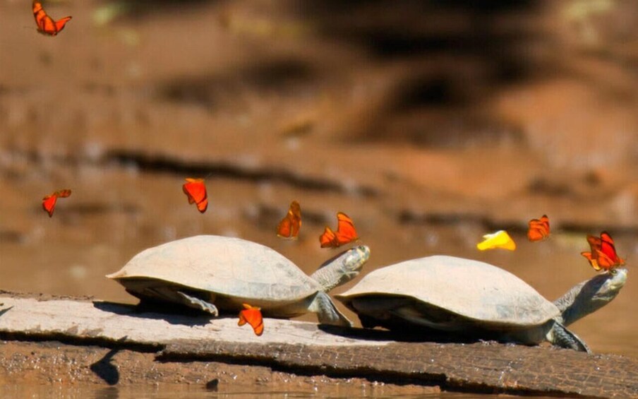 Two turtles on a wooden log with orange fish swimming around them. 4