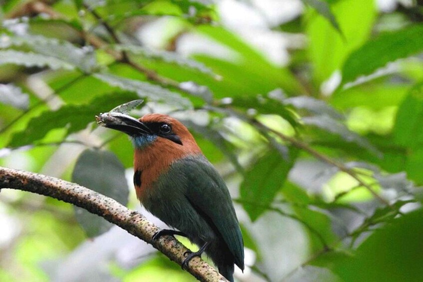 A bird perched on a branch with green leaves in the background. 2