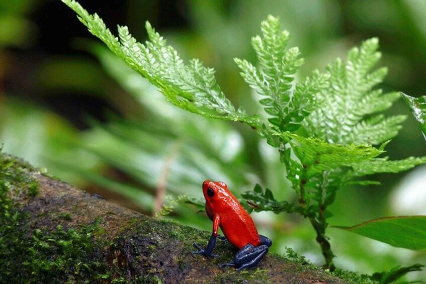 A red frog on a mossy log surrounded by green ferns. 3