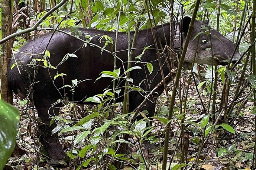 A large black animal in a dense forest. 4