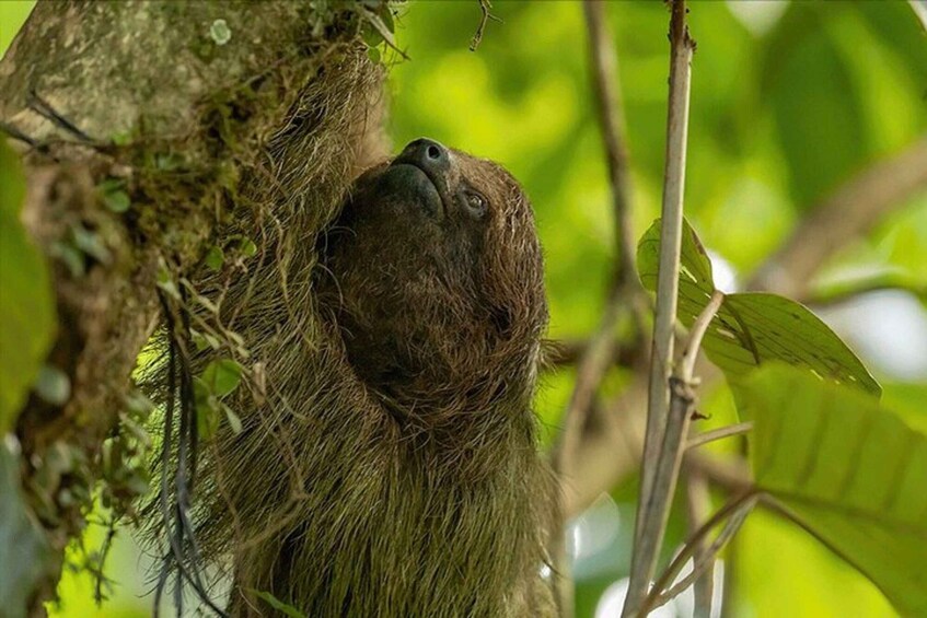 A sloth hanging from a tree branch, surrounded by green foliage. 1