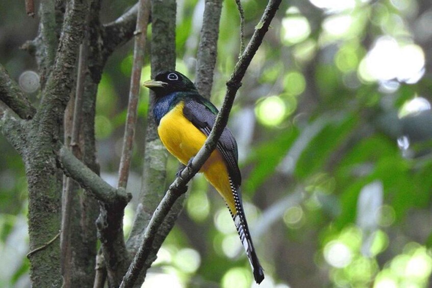 A bird perched on a branch in a forest. 5