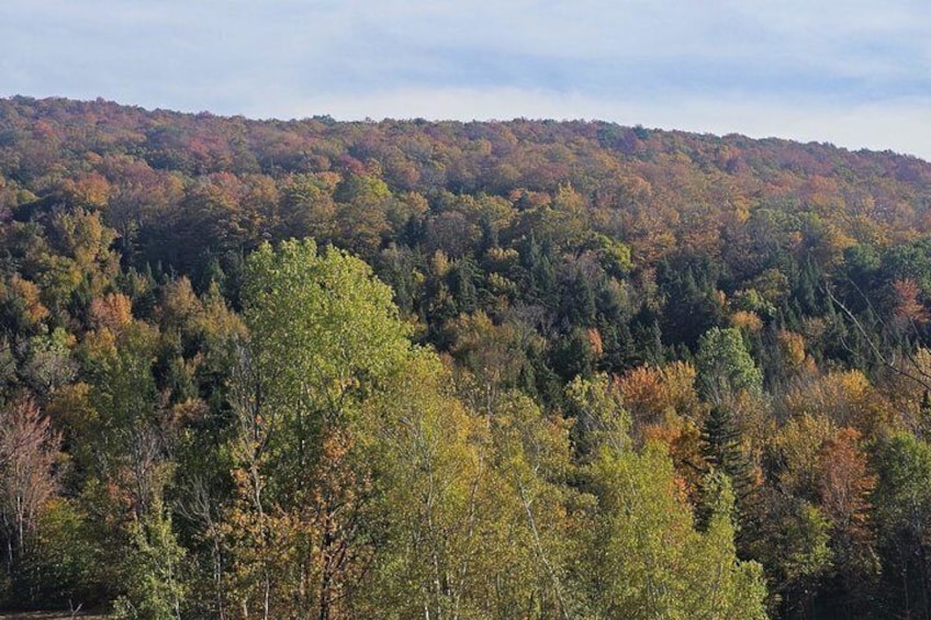 A forested hillside with autumn foliage. 4