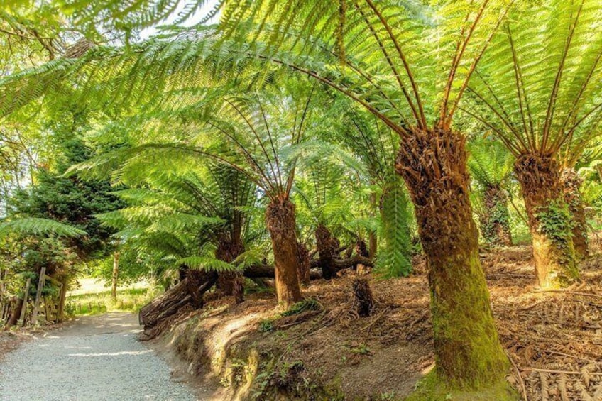 A forest with ferns and a gravel path. 3