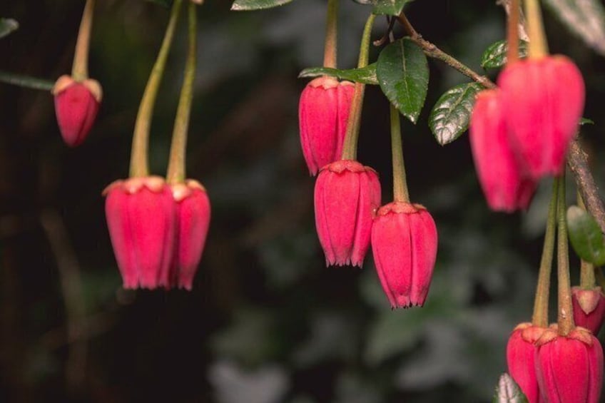 Hanging red bell-shaped flowers with green leaves. 1