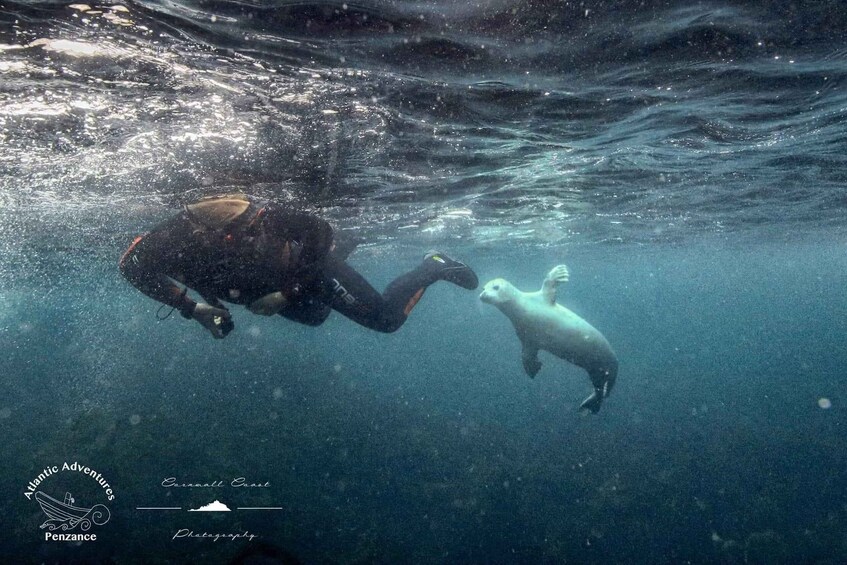 A diver underwater near a seal. 5