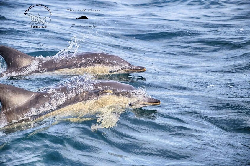 Two dolphins breaching the ocean surface. 2