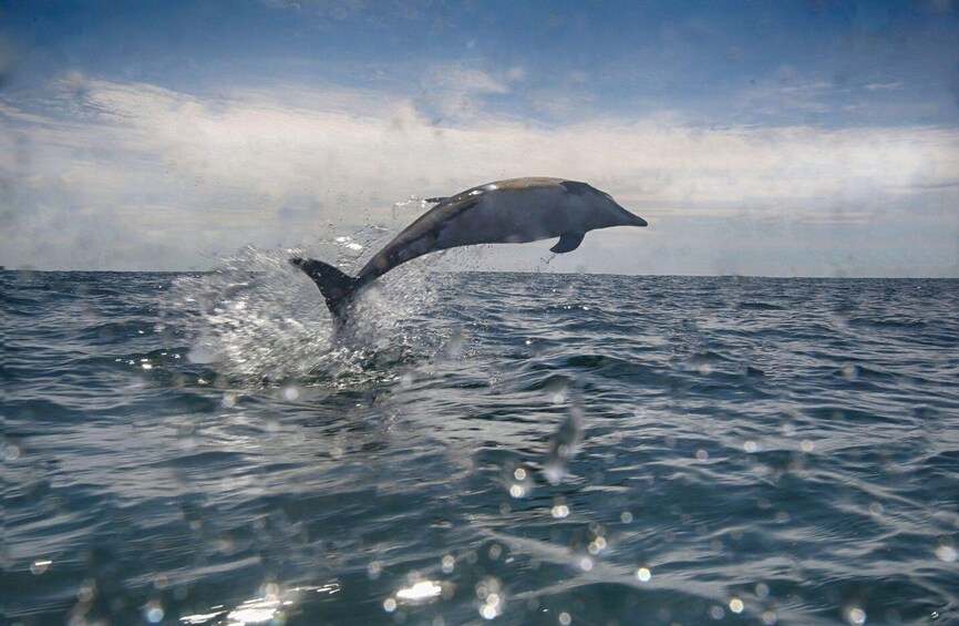 A dolphin jumping out of the water. 4