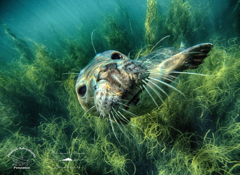 An underwater scene with a seal swimming among seaweed. 3