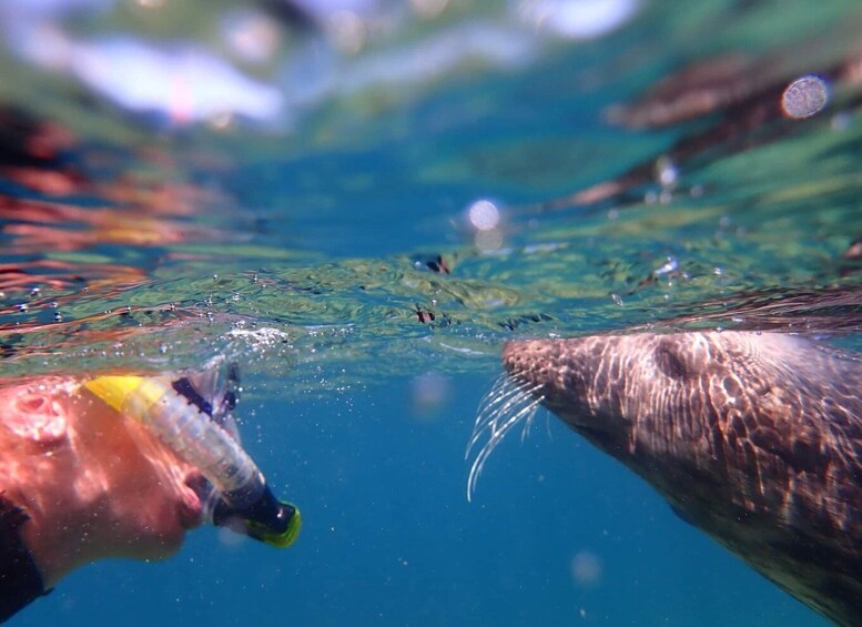 A polar bear and a cow underwater, with bubbles and reflections on the water's surface. 1