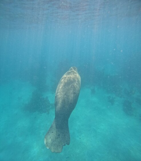 An underwater scene with a large, dark-colored fish swimming near the ocean floor. 3
