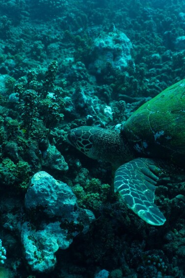 A turtle on a coral reef. 5