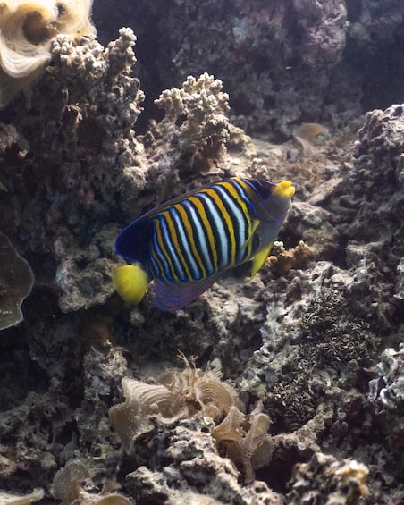 A striped fish with yellow fins swimming among coral reefs. 2