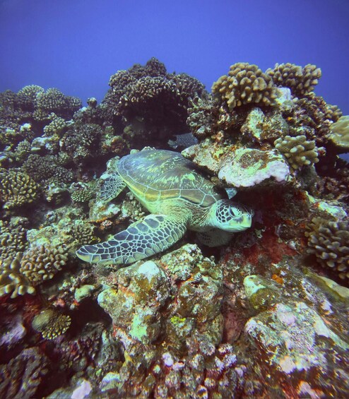 A sea turtle swimming among coral reefs. 3