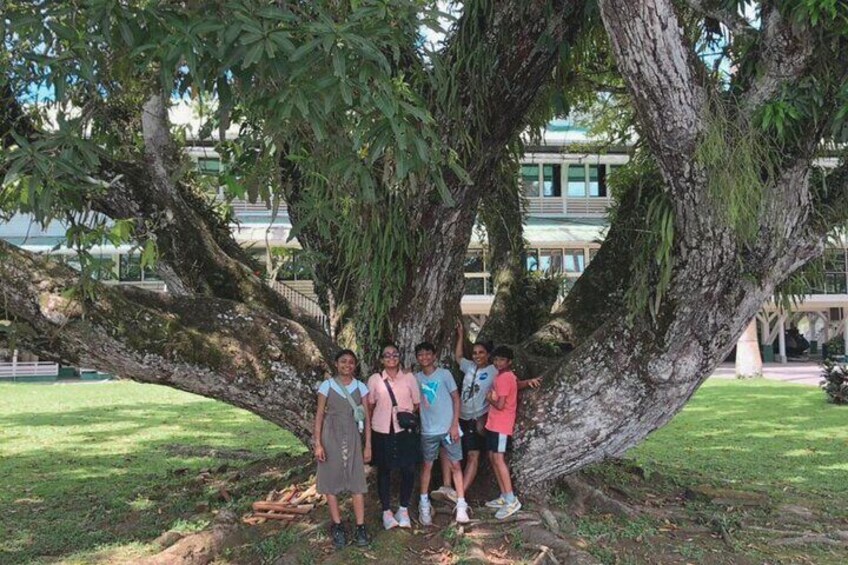 A group of people standing under a large tree in a park with a building in the background. 1