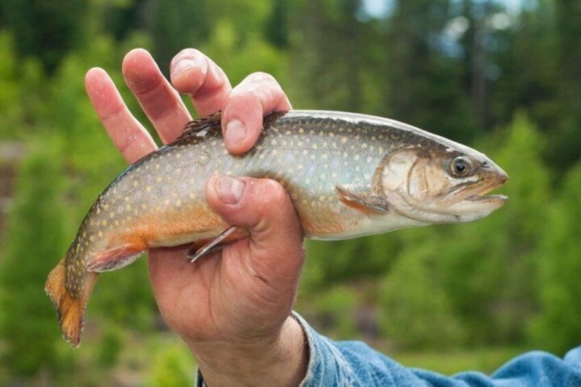 A person holding a fish with spots, in a natural outdoor setting. 5