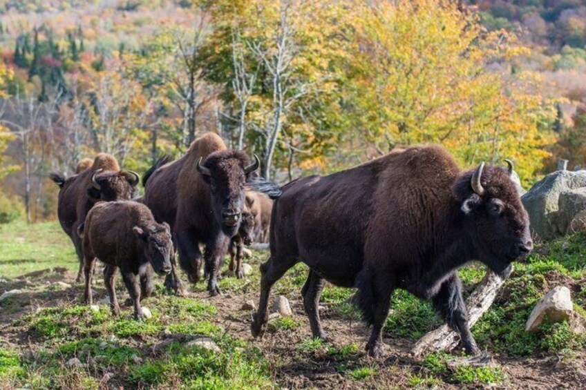 A herd of bison in a grassy field with autumn trees in the background. 1