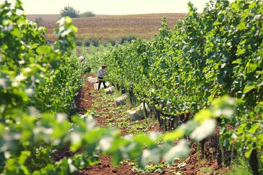 A vineyard with rows of grapevines and a person walking between them. 1