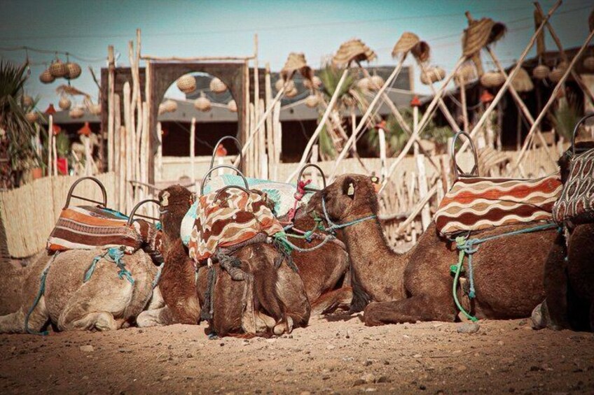 Camels with decorated saddles and harnesses, tied to a wooden structure in a desert setting. 3