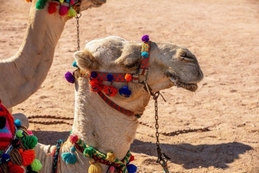 A camel with colorful decorations and a chain. 5