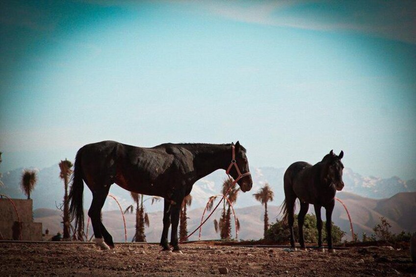 Two horses standing on a dirt ground with a mountainous backdrop. 3