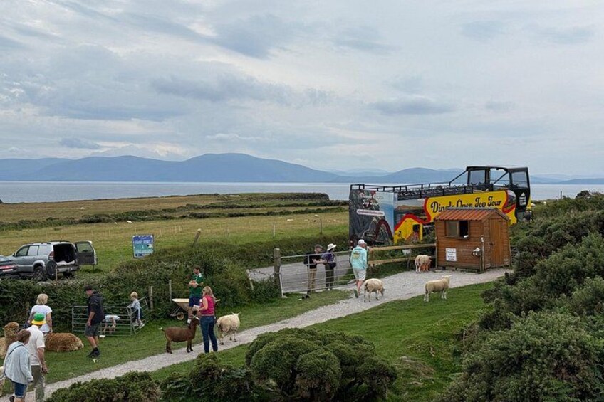 Explore Dingle Slea Head Open Top Bus Tour 2